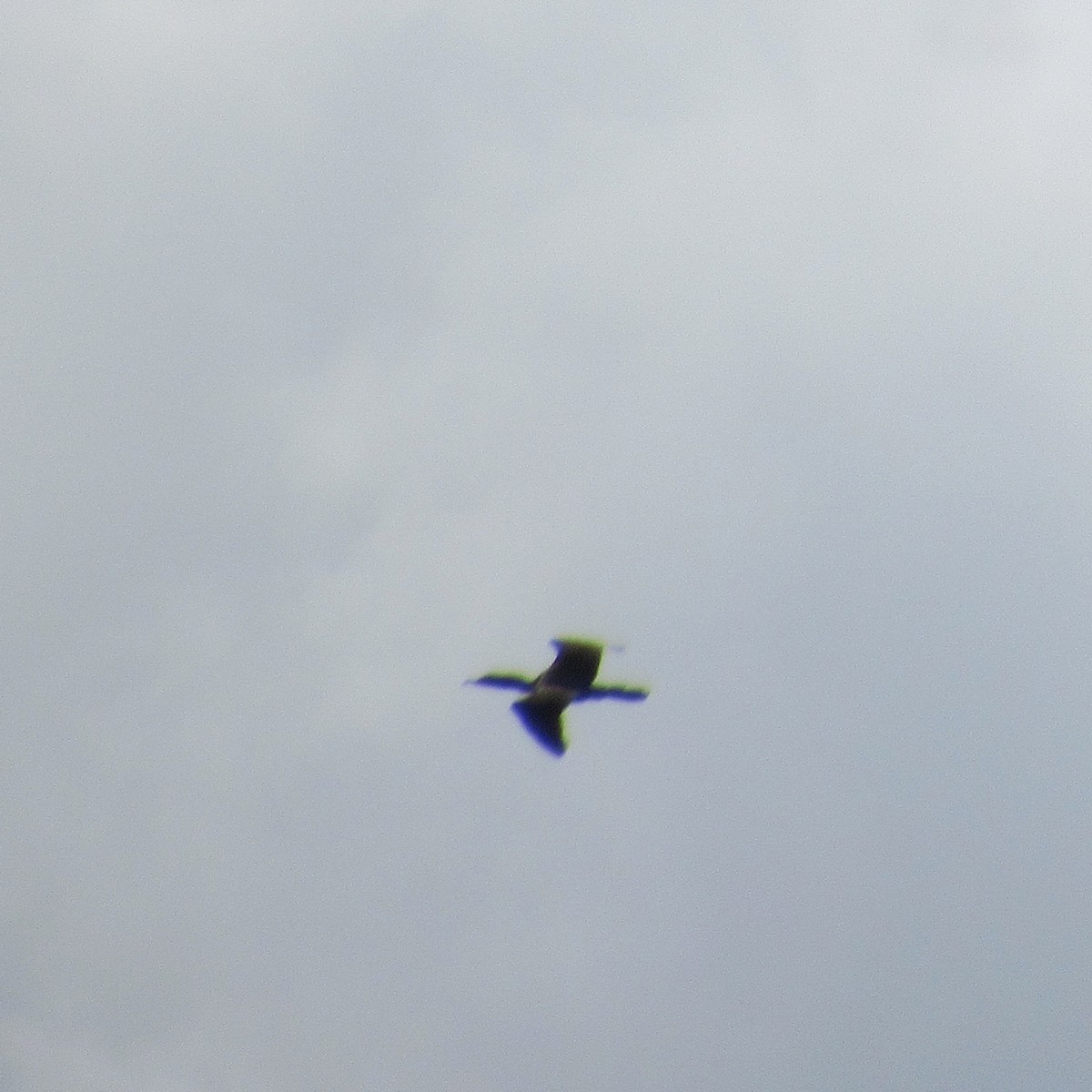 Neotropic Cormorant - ML646395808