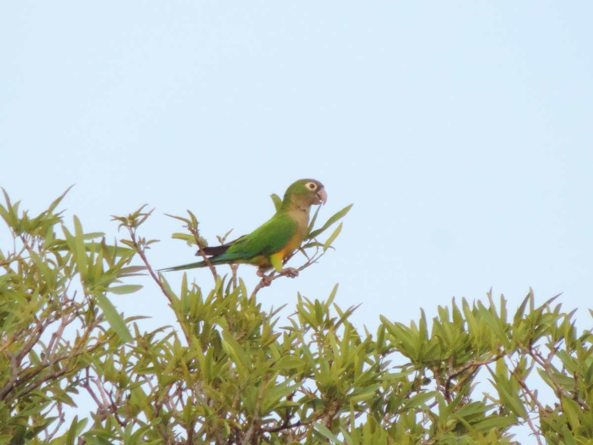 Cactus Parakeet - ML646395809