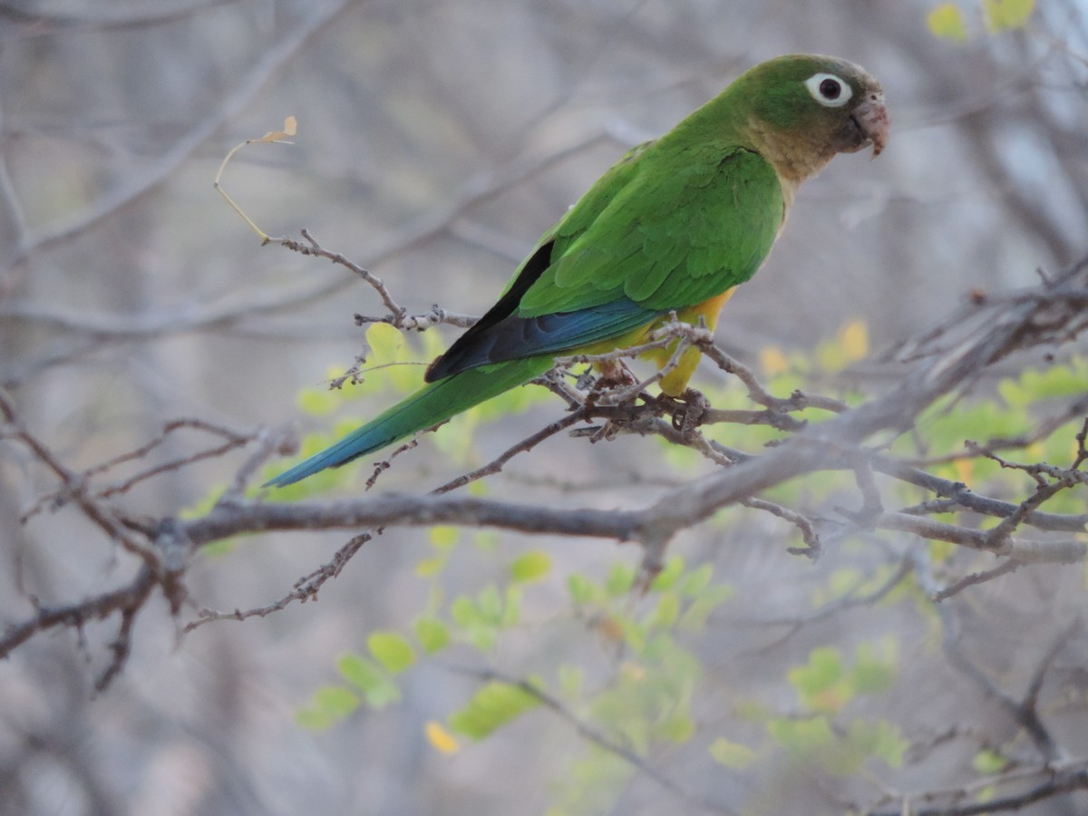 Cactus Parakeet - ML646395810