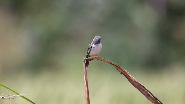 Chestnut-throated Seedeater - ML646395811