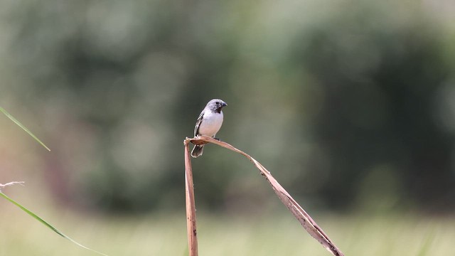 Chestnut-throated Seedeater - ML646395812