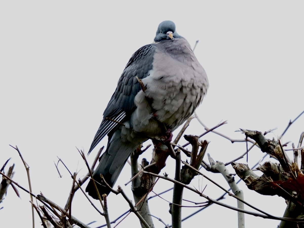 Common Wood-Pigeon - ML646395813