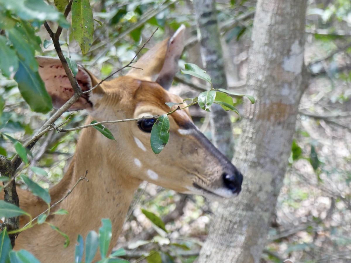 Ньяла - ML646395814