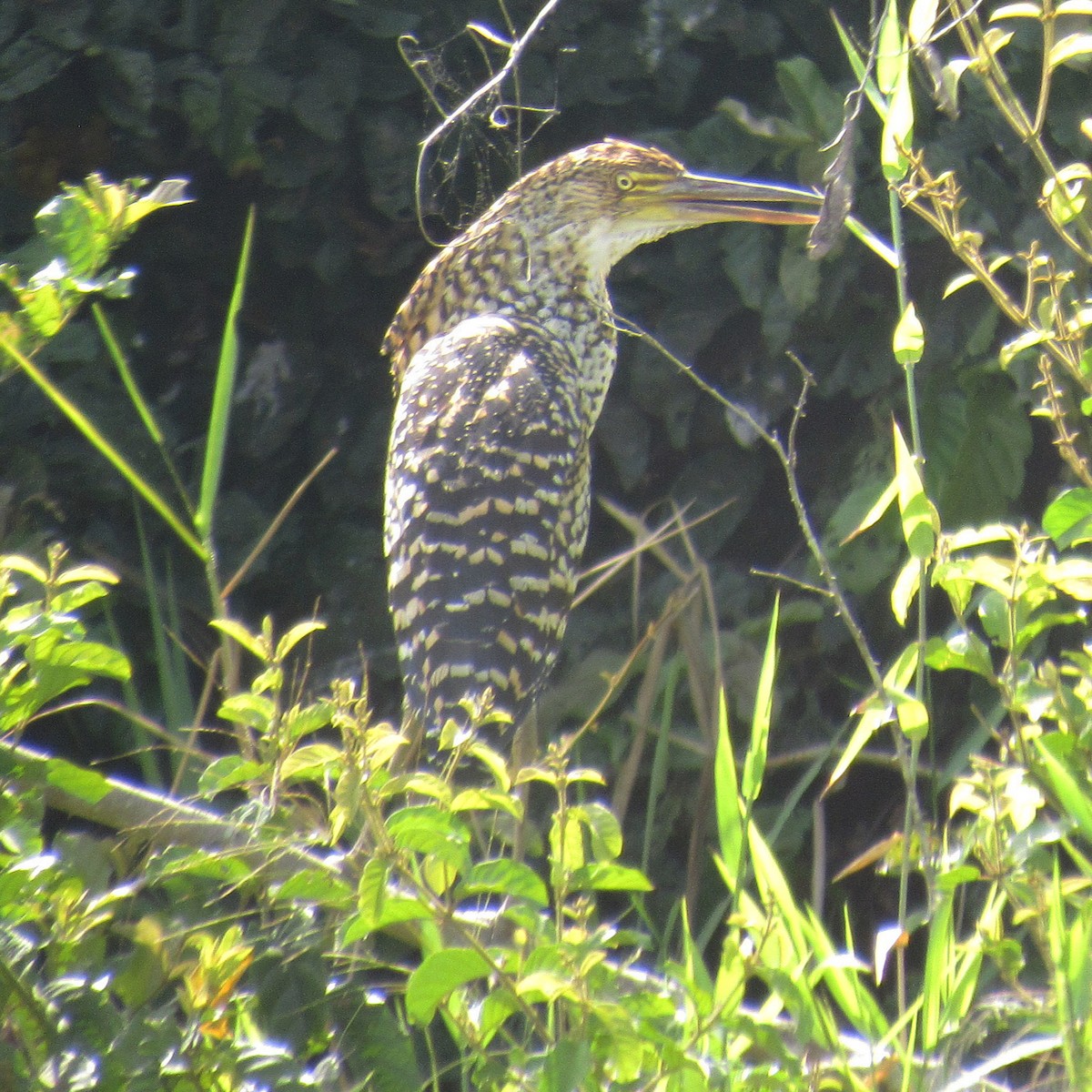 Rufescent Tiger-Heron - ML646395815