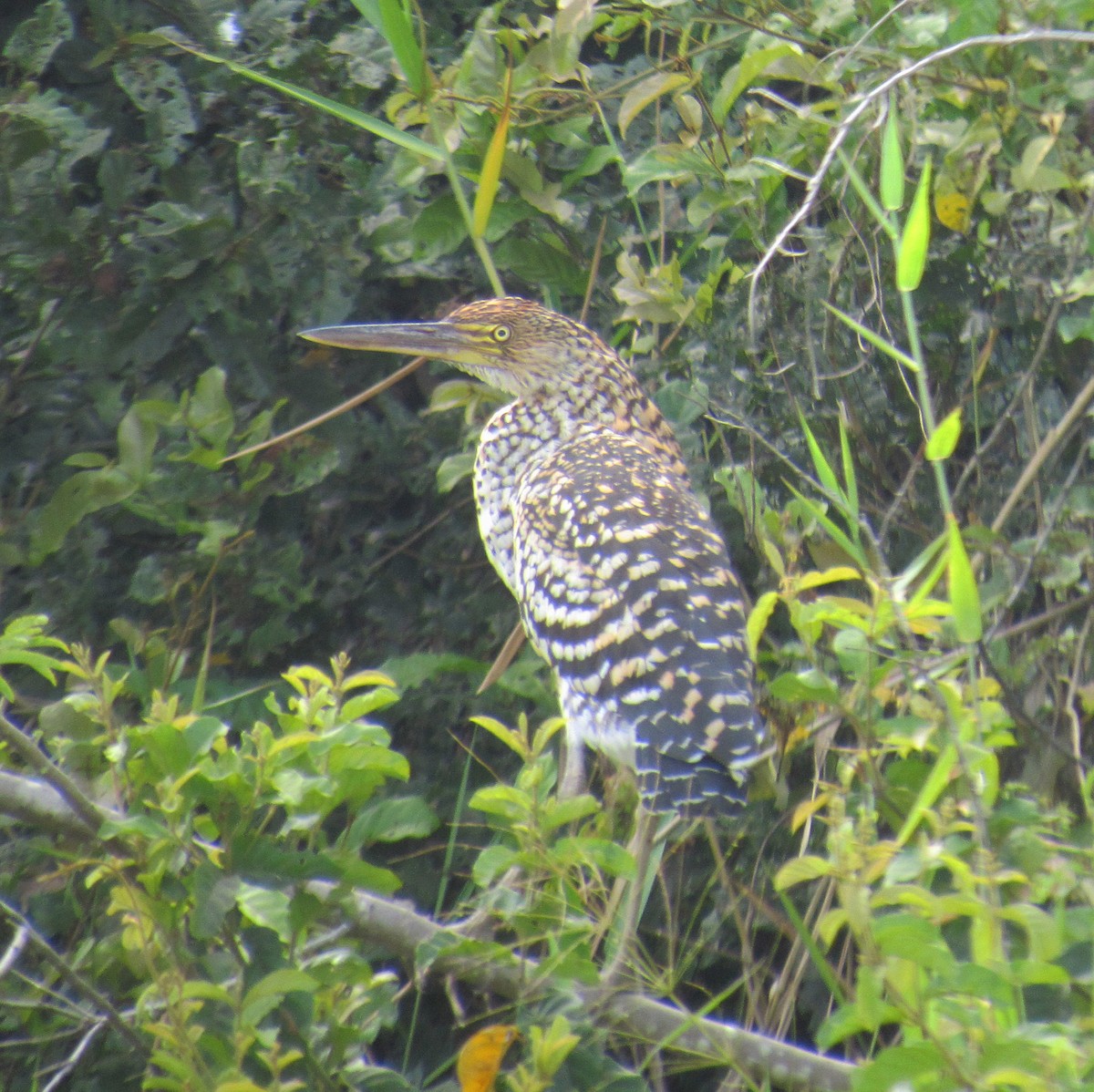 Rufescent Tiger-Heron - ML646395816