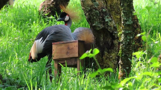 Grulla Coronada Cuelligrís - ML646395821