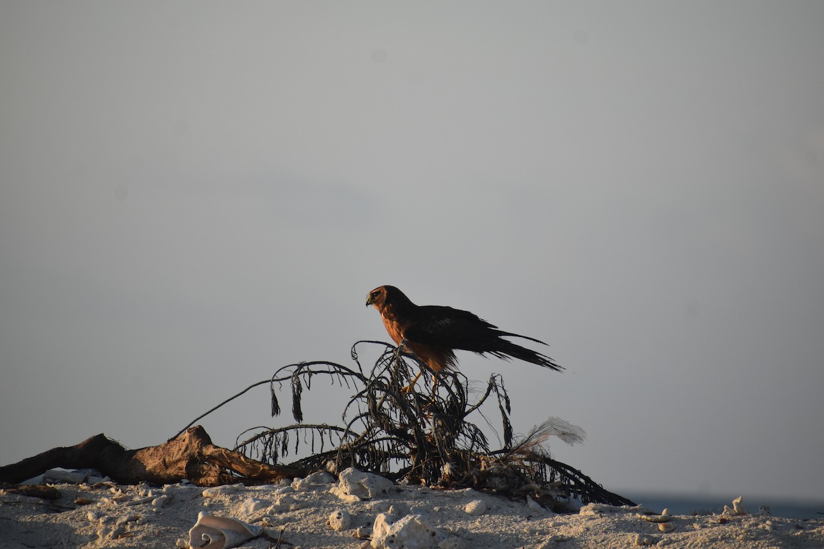 moták severoamerický - ML646395822