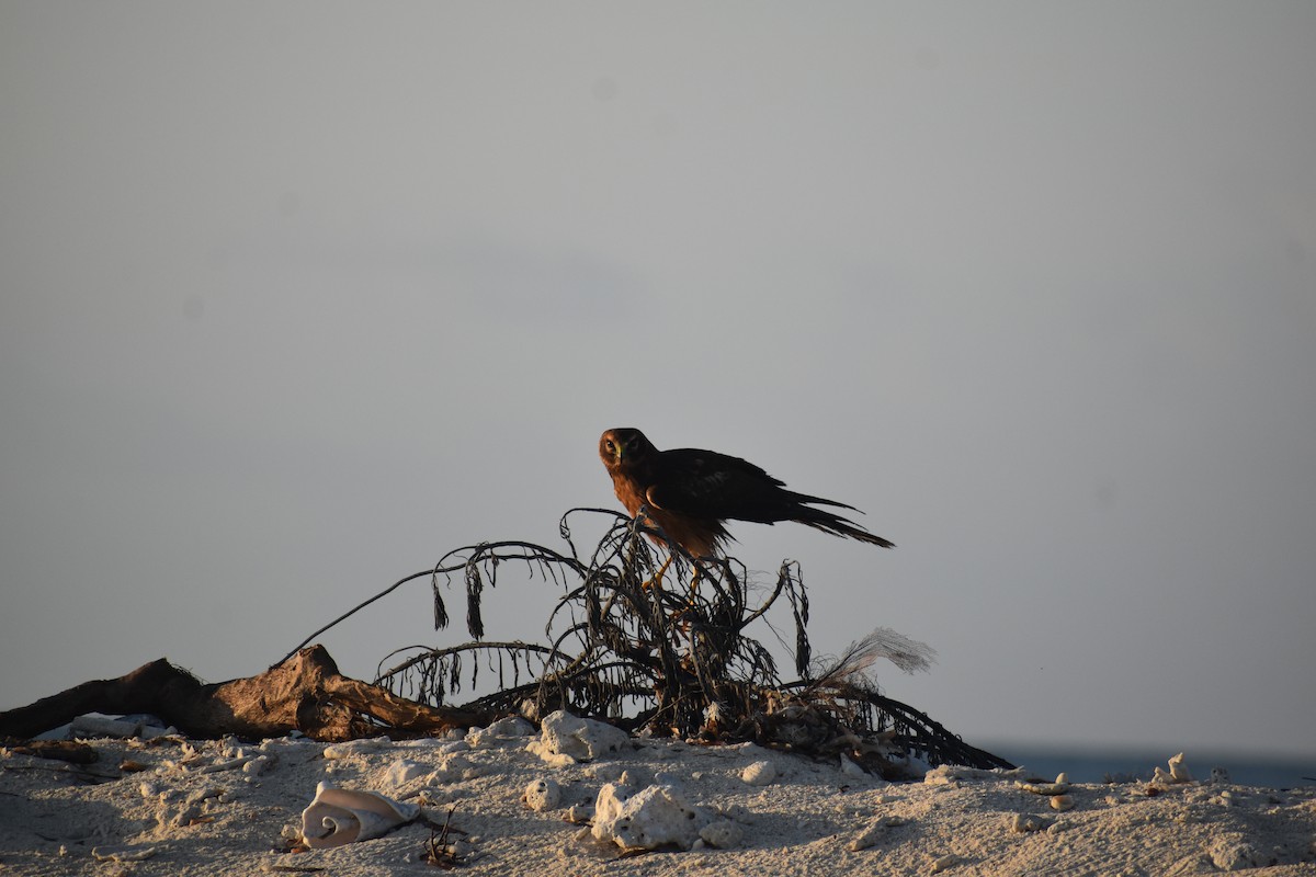 moták severoamerický - ML646395823