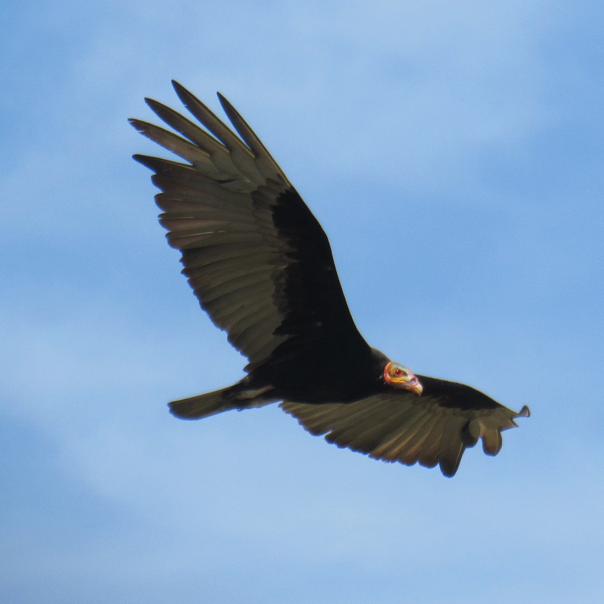 Lesser Yellow-headed Vulture - ML646395824