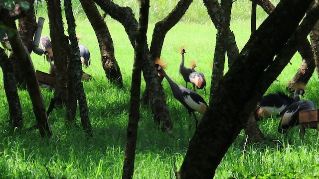 Gray Crowned-Crane - ML646395825