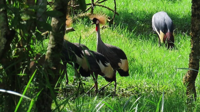 Gray Crowned-Crane - ML646395826