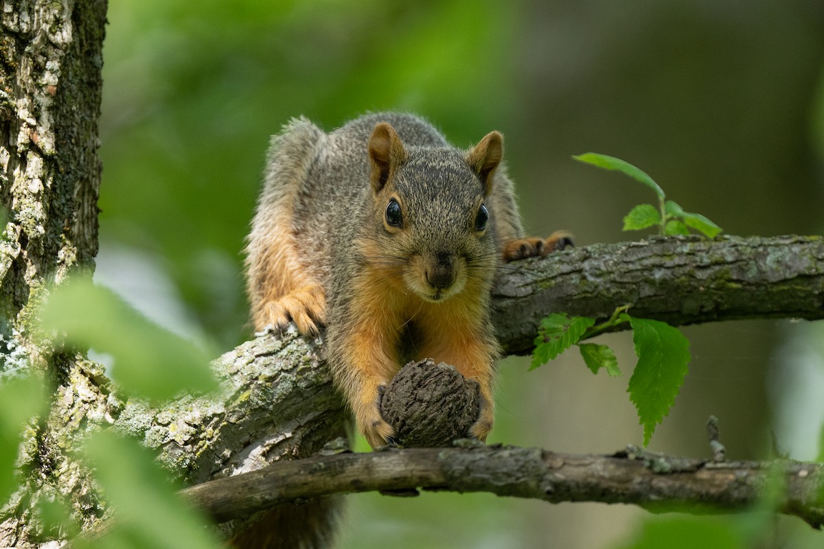Eastern Fox Squirrel - ML646395831