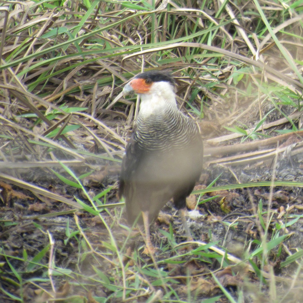Crested Caracara - ML646395832