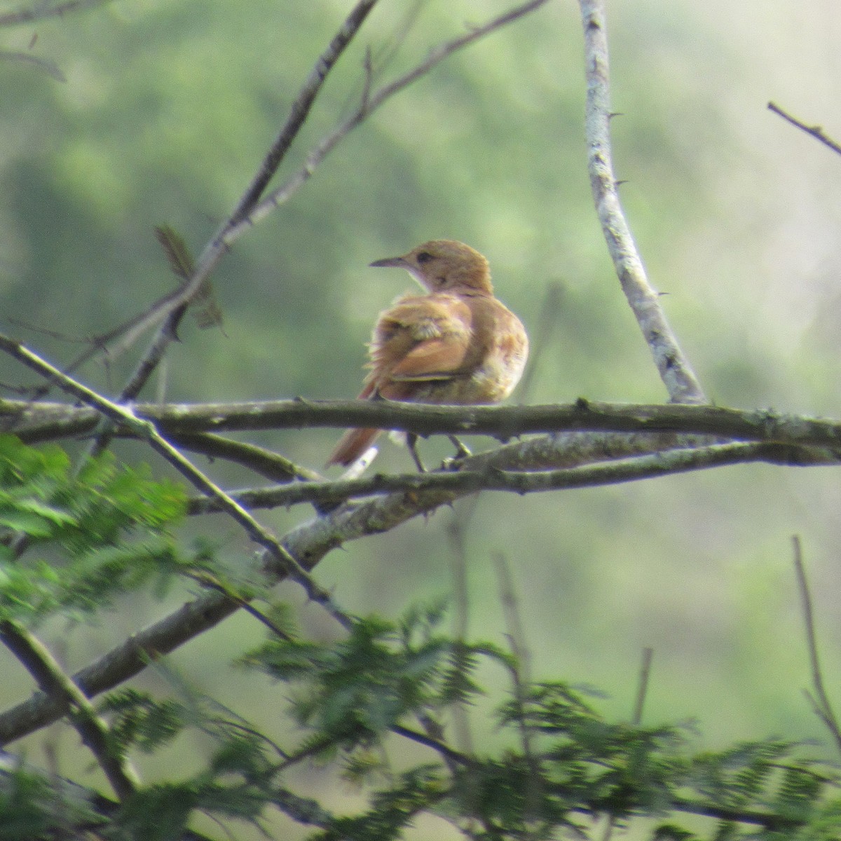 Rufous Hornero - ML646395833