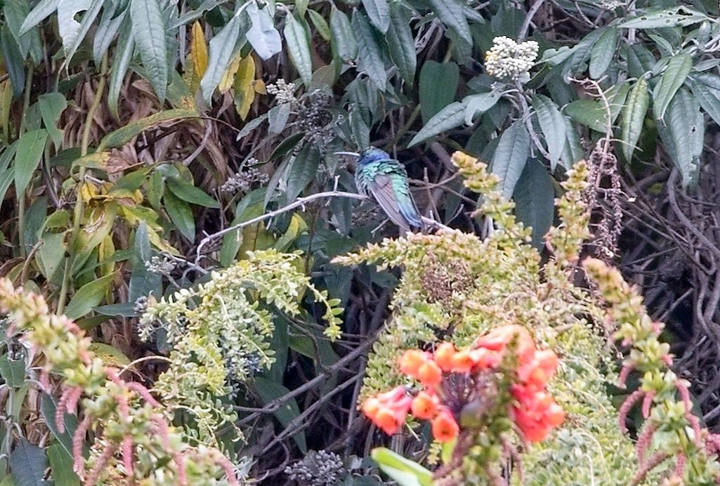 Lesser Violetear - ML646395835