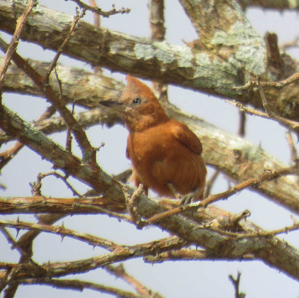 Caatinga Cacholote - ML646395837