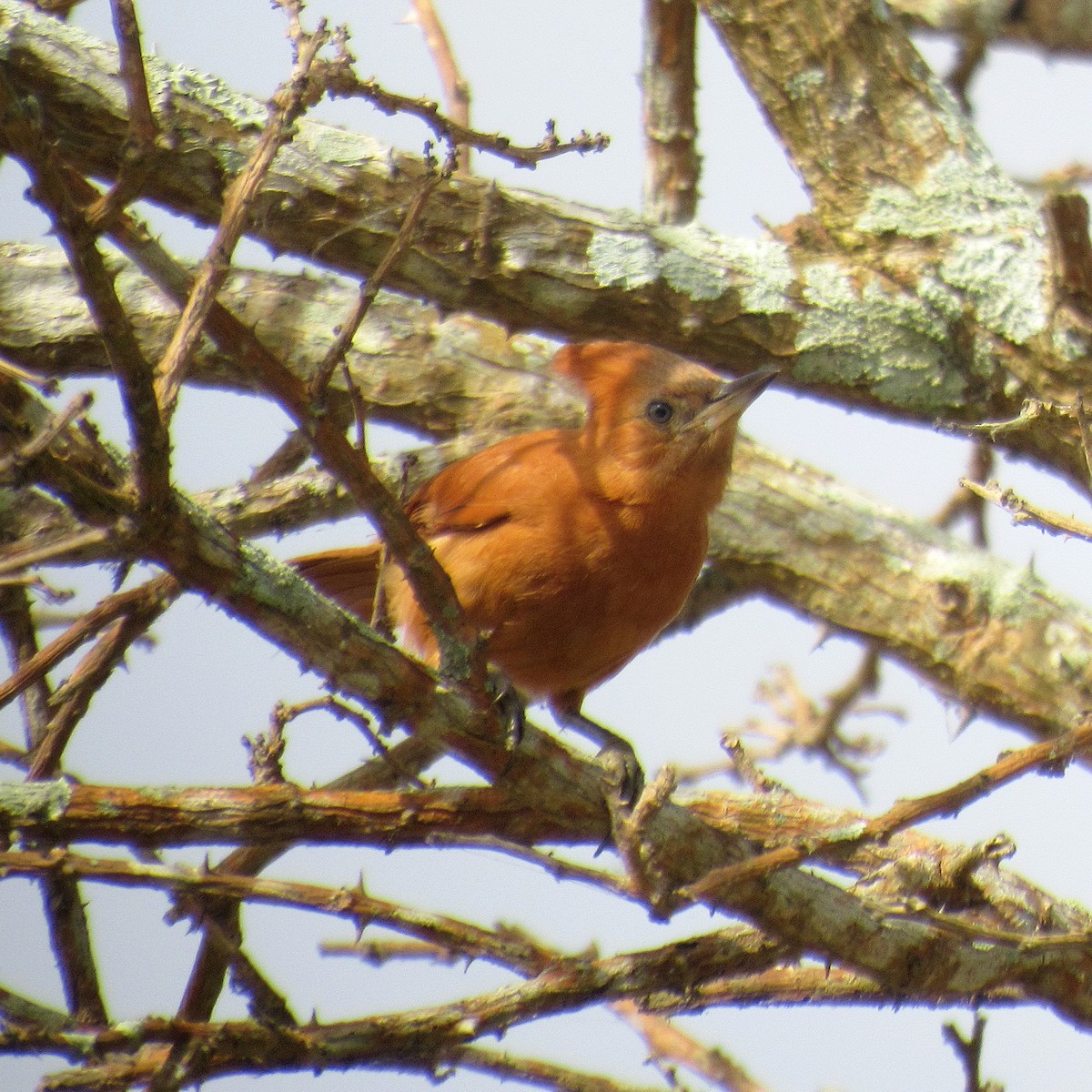 Caatinga Cacholote - ML646395838