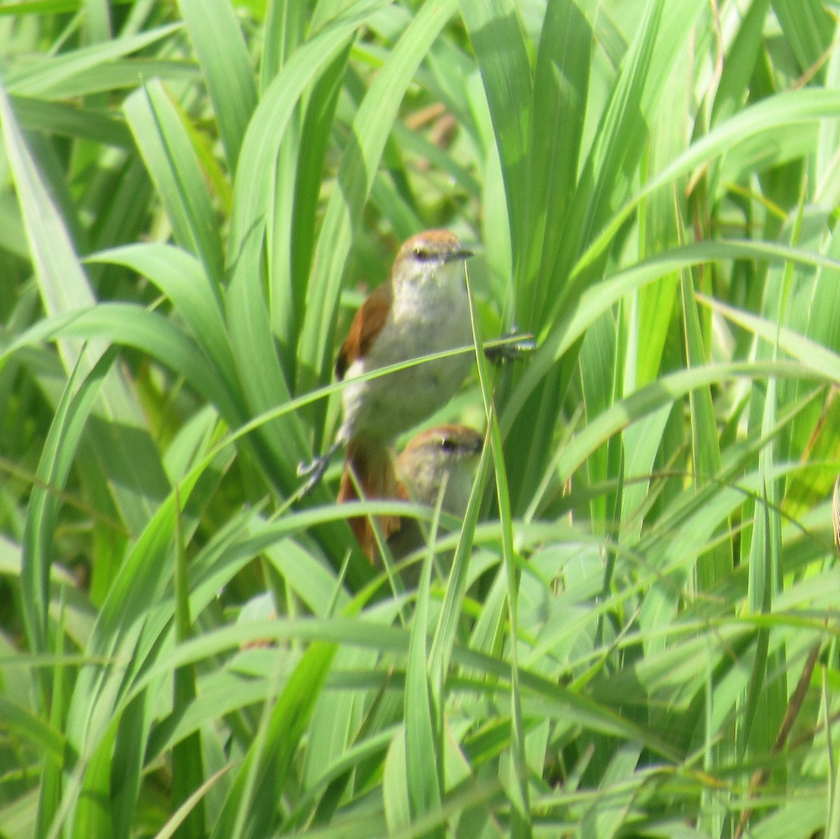 Yellow-chinned Spinetail - ML646395839