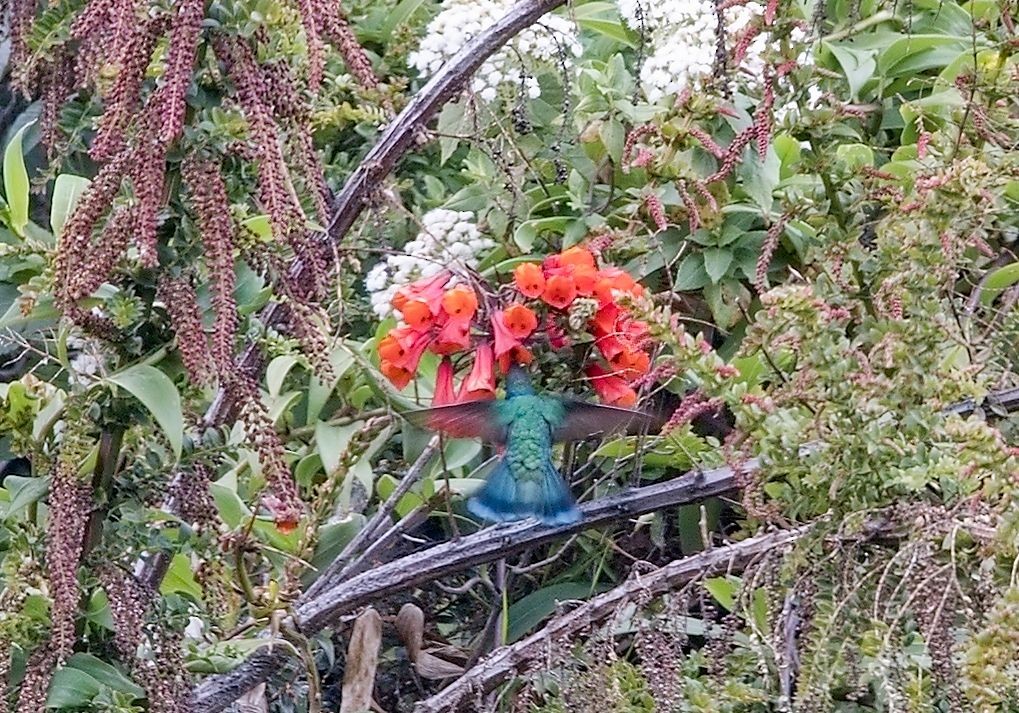 Lesser Violetear - ML646395840