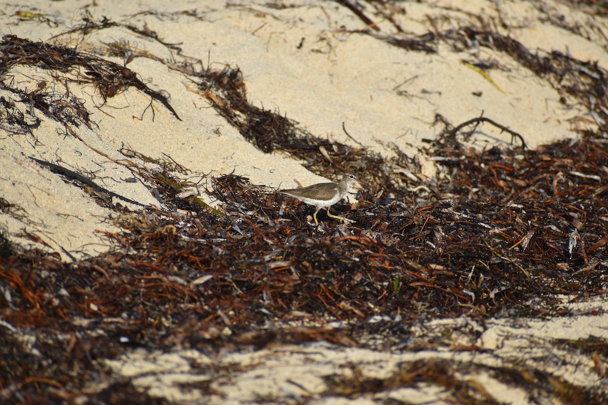 pisík americký - ML646395841