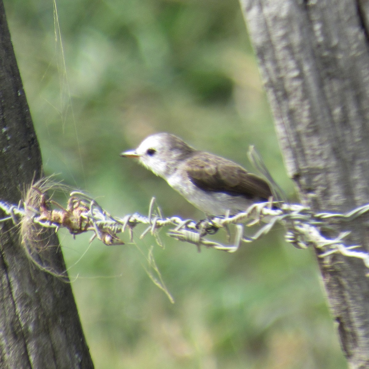 White-headed Marsh Tyrant - ML646395842