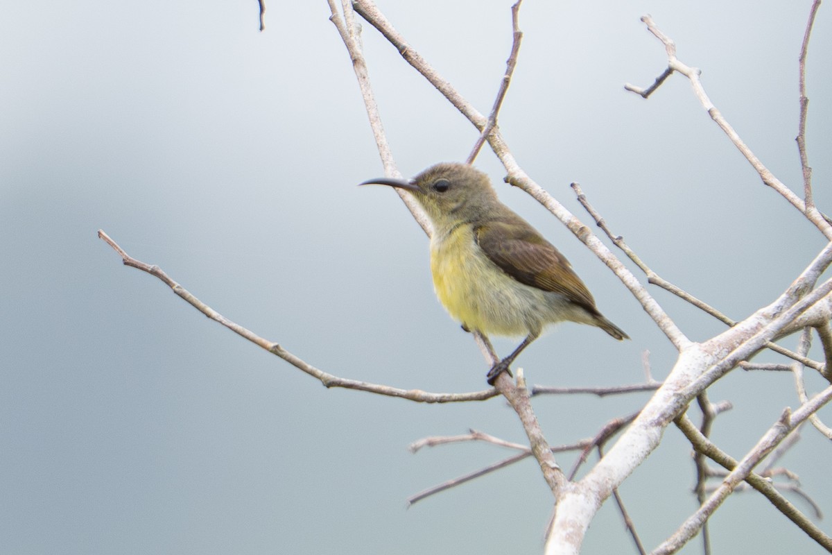 Van Hasselt's Sunbird - ML646395843