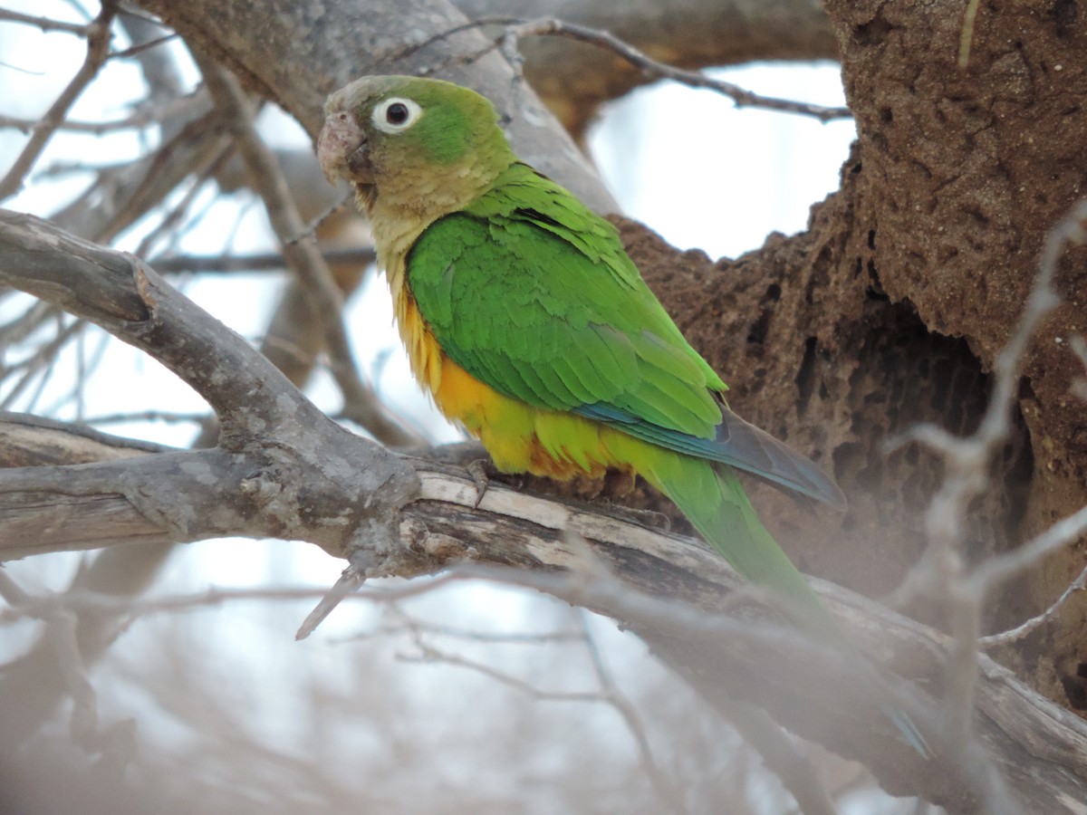 Cactus Parakeet - ML646395844