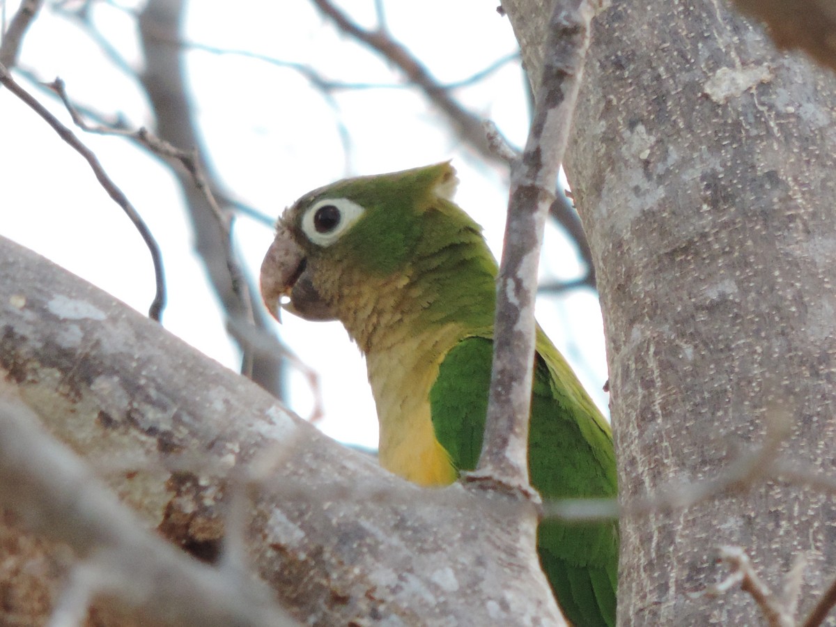 Cactus Parakeet - ML646395845