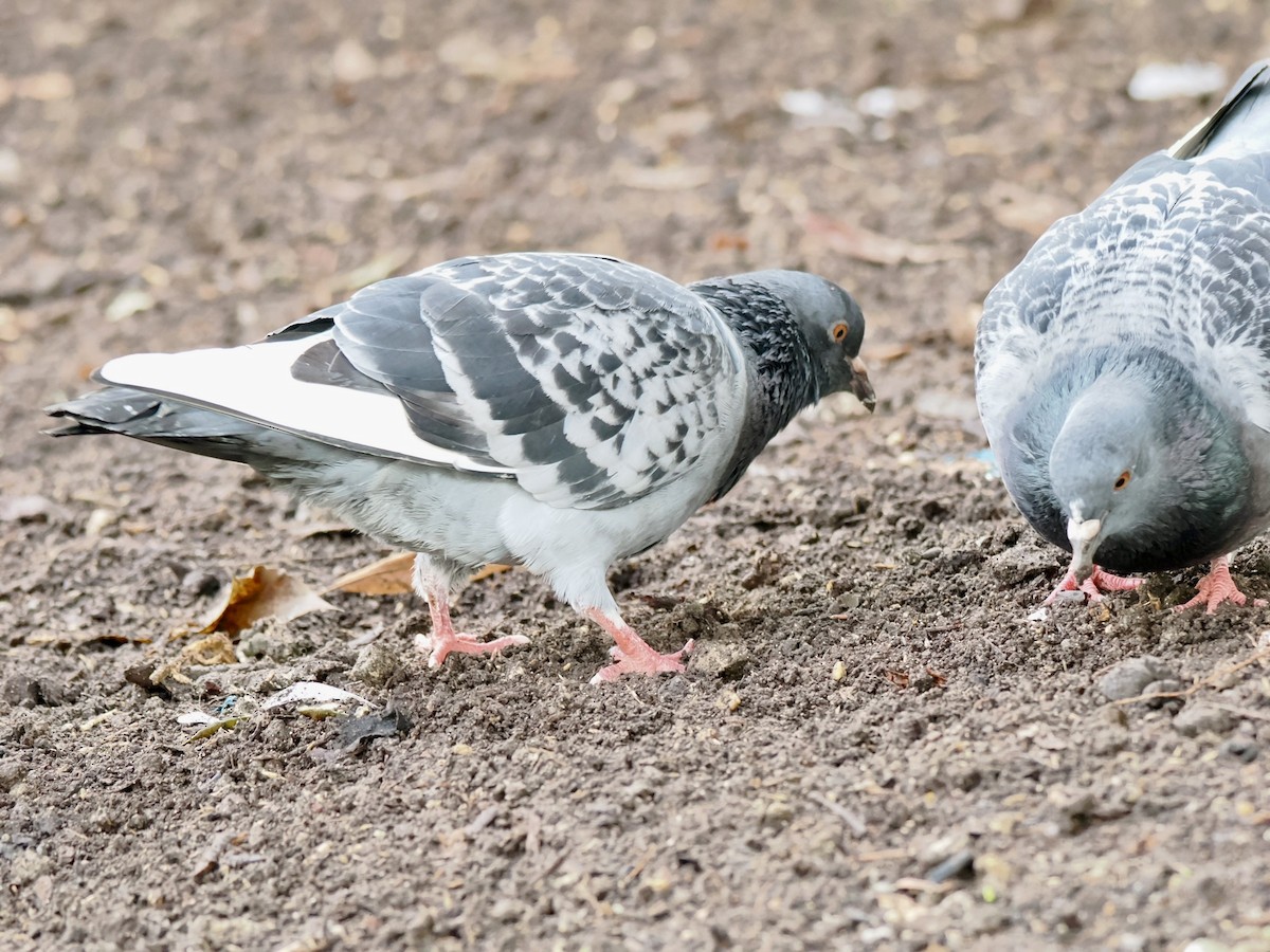 Rock Pigeon (Feral Pigeon) - ML646395847