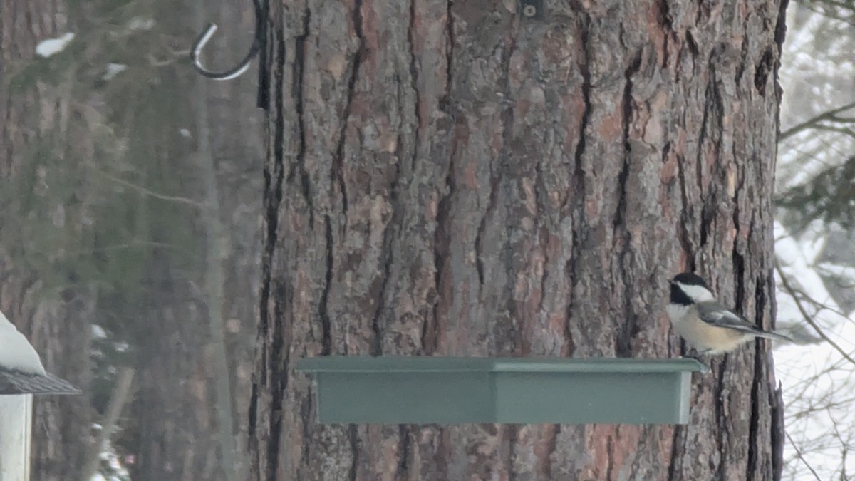 Black-capped Chickadee - ML646395851