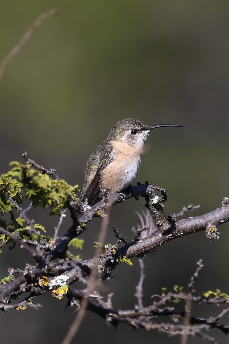 Purple-collared Woodstar - ML646395852