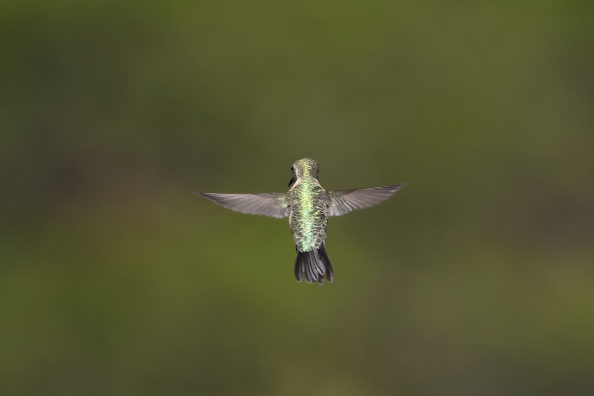 Purple-collared Woodstar - ML646395853