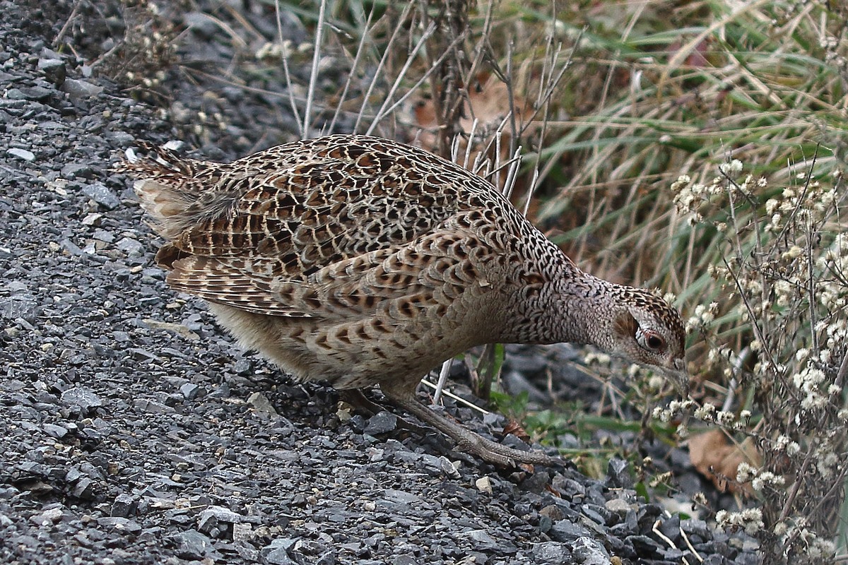 Ring-necked Pheasant - ML646395855