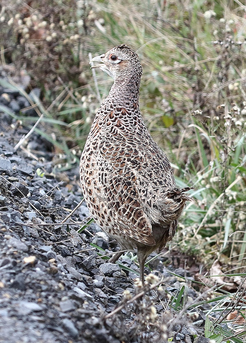 Ring-necked Pheasant - ML646395856