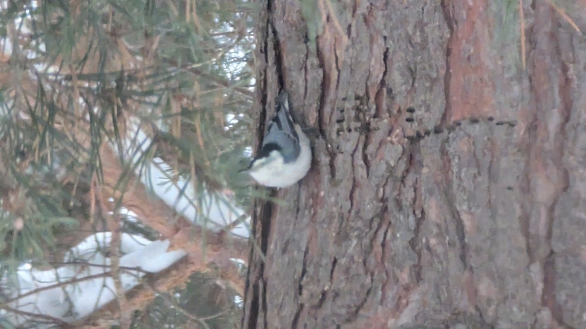 White-breasted Nuthatch - ML646395857