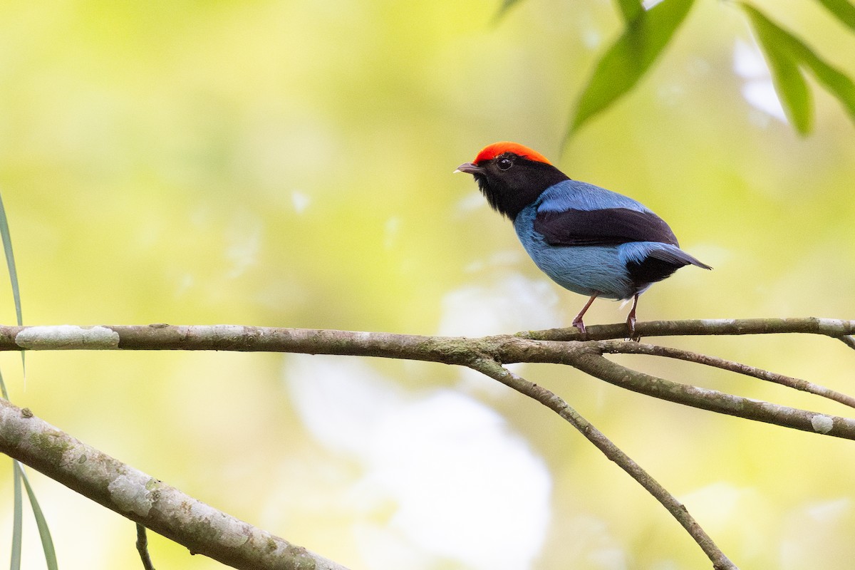 Swallow-tailed Manakin - ML646395858