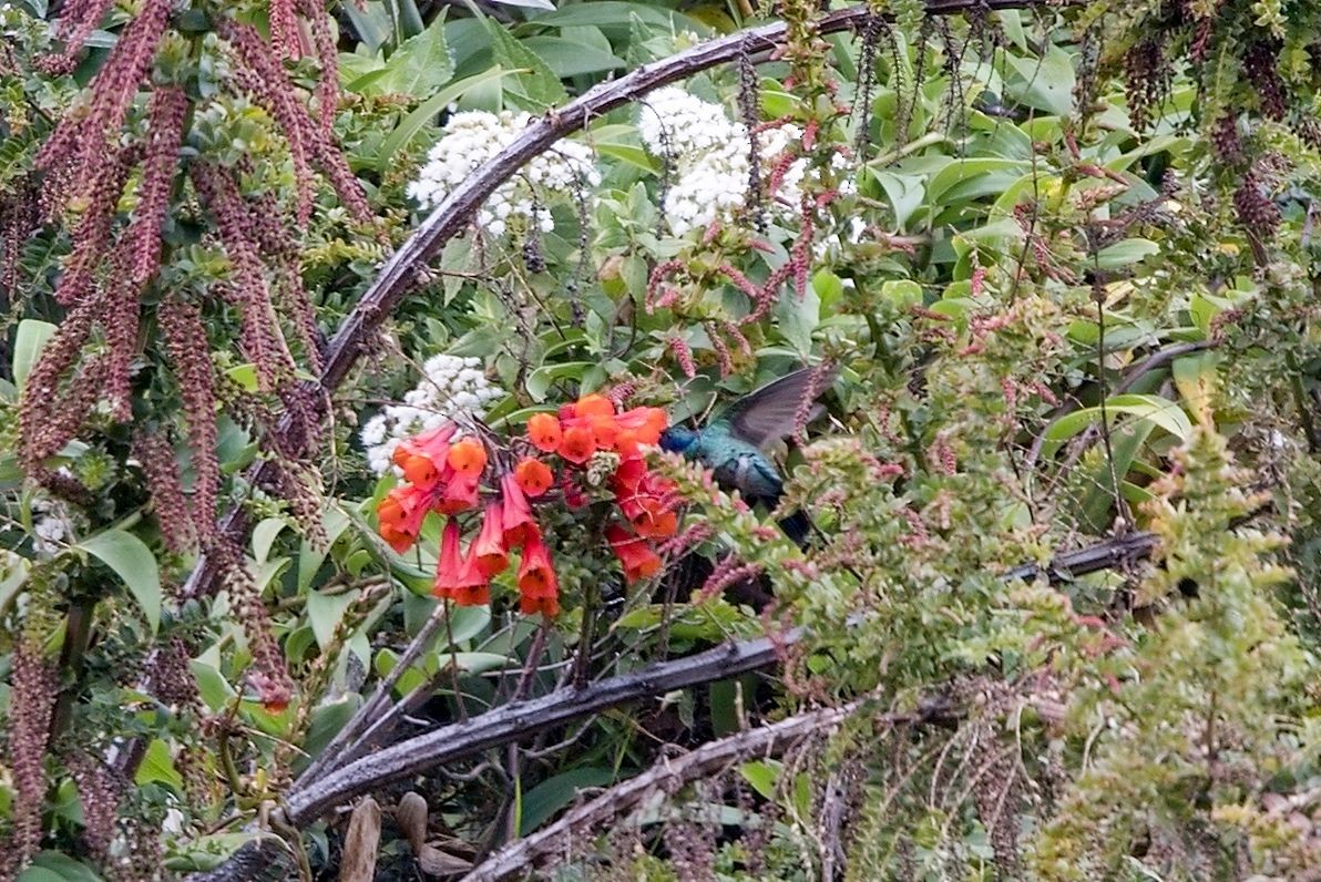 Lesser Violetear - ML646395861