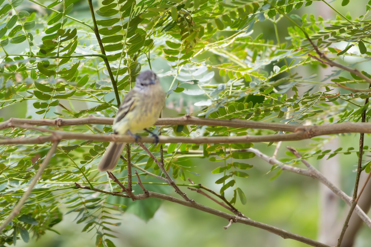 Forest Elaenia - ML646395862