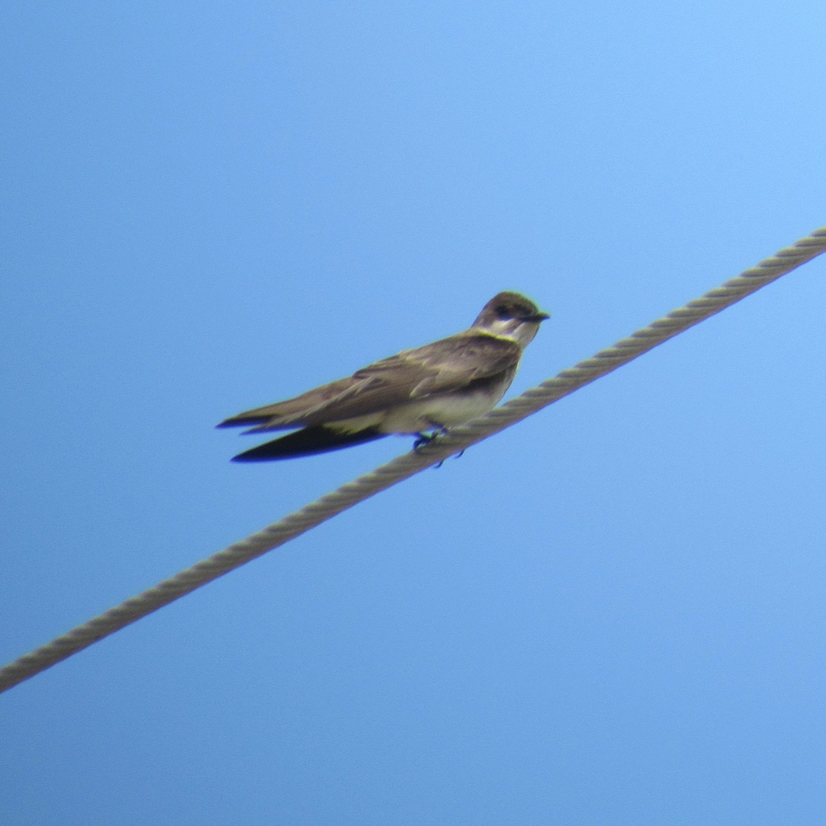 Brown-chested Martin - ML646395863
