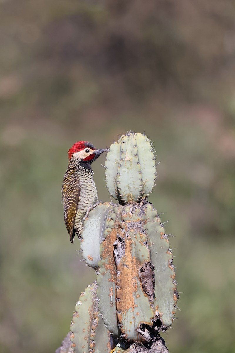 Black-necked Woodpecker - ML646395865