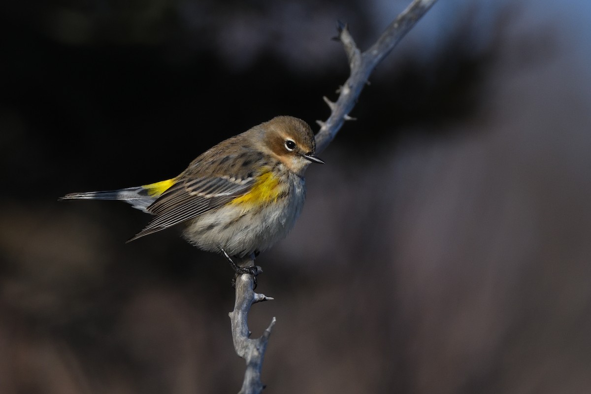 Yellow-rumped Warbler (Myrtle) - ML646395866