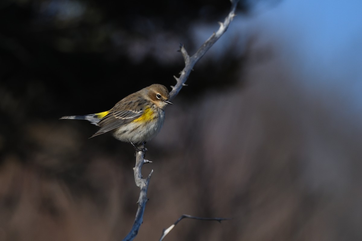Yellow-rumped Warbler (Myrtle) - ML646395867