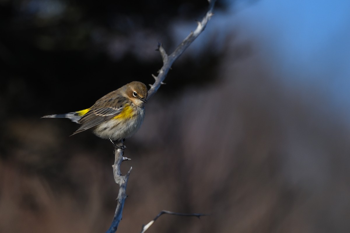 Yellow-rumped Warbler (Myrtle) - ML646395868