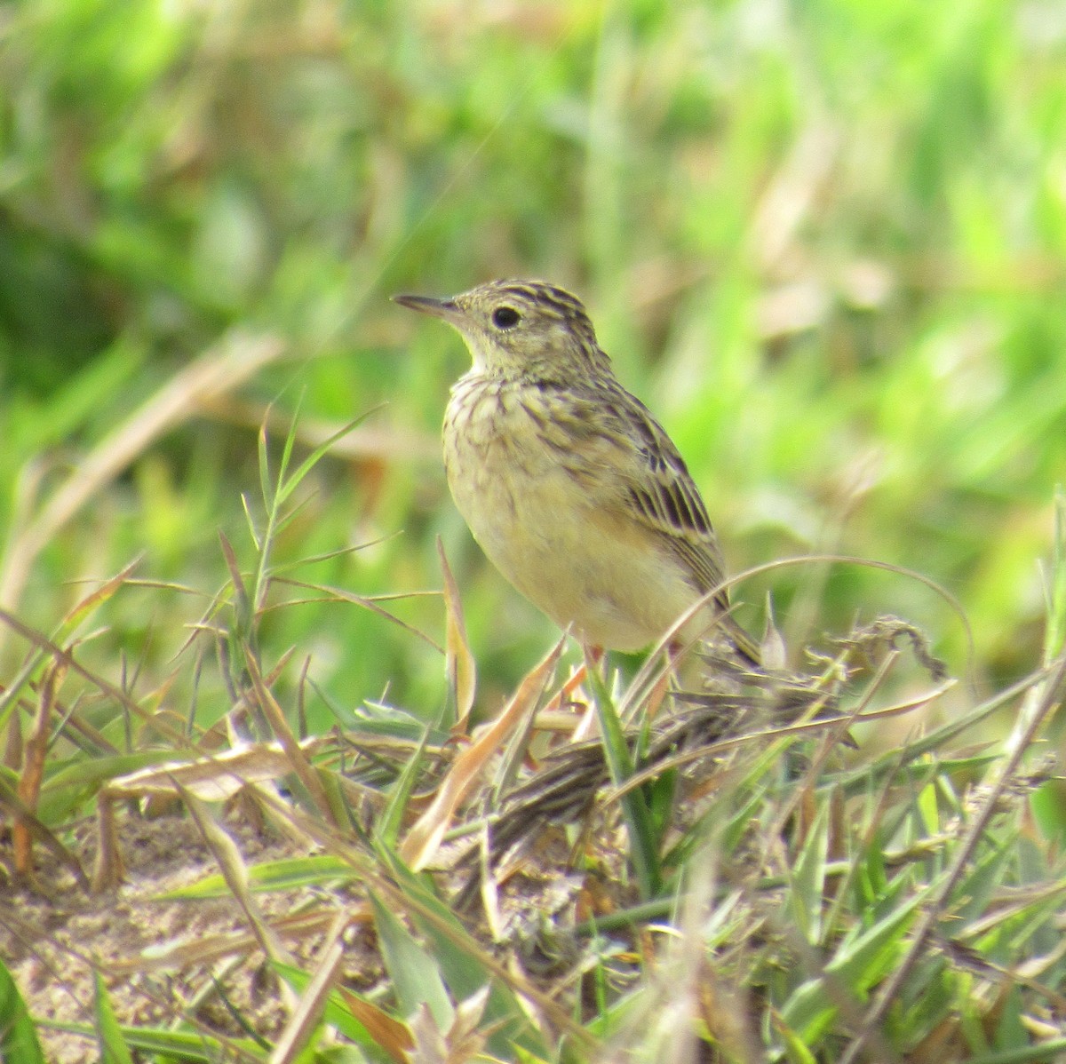 Yellowish Pipit - ML646395870