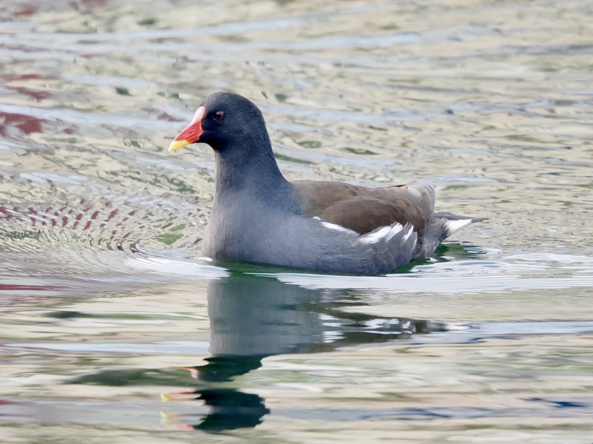 Eurasian Moorhen - ML646395871