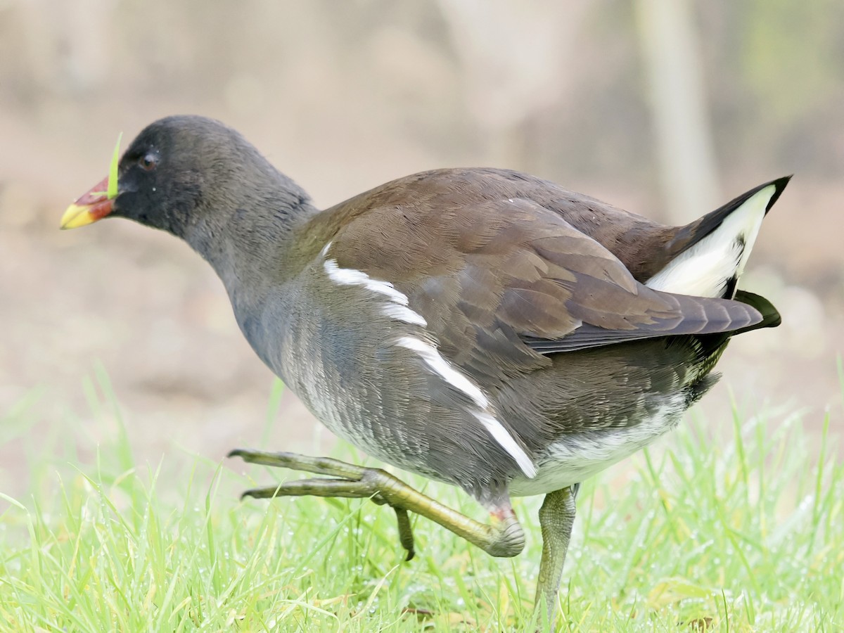 Eurasian Moorhen - ML646395872