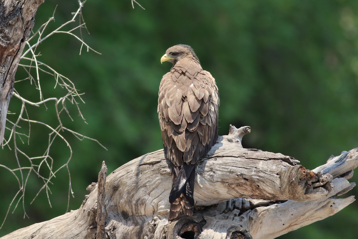 Black Kite - ML646395873