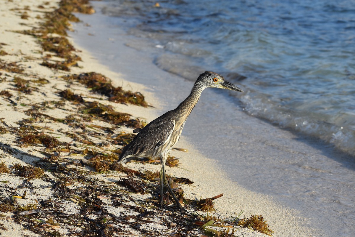 kvakoš žlutočelý - ML646395874