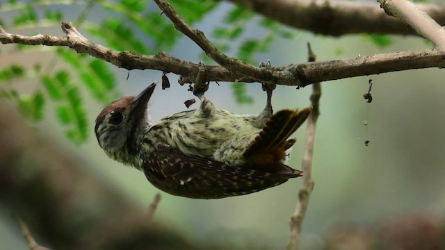 Cardinal Woodpecker - ML646395875