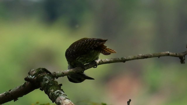 Cardinal Woodpecker - ML646395876